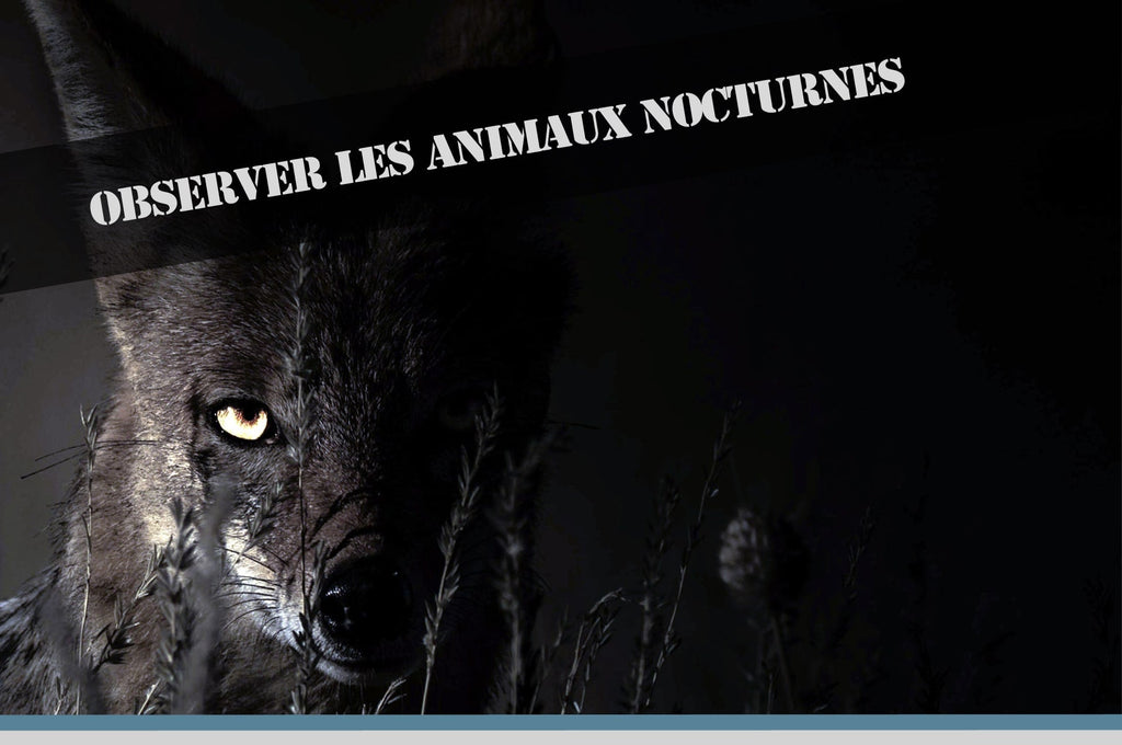 Comment observer les animaux nocturnes?